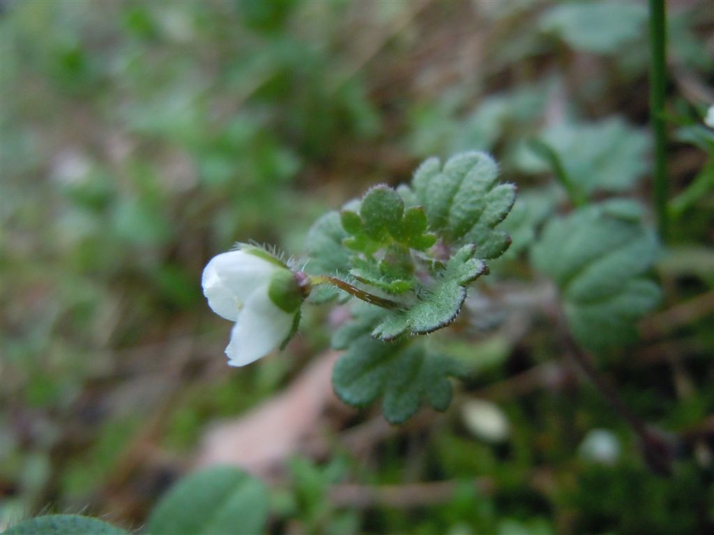 Veronica cymbalaria